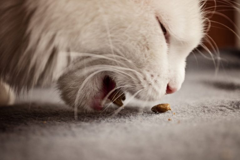 Croquette sur mesure pour une meilleure alimentation de votre animal