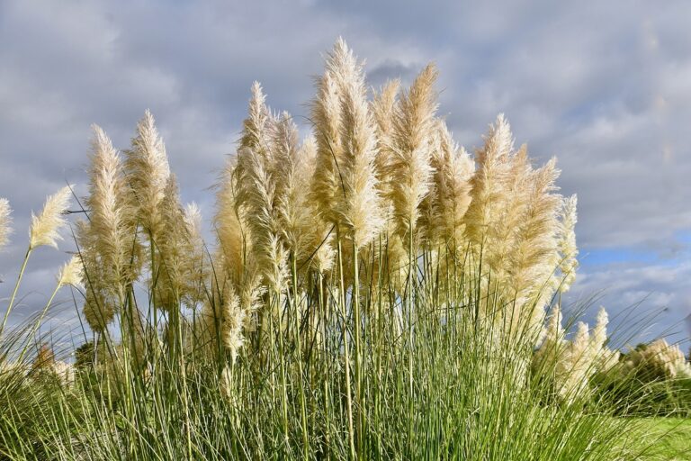 L’herbe de la pampa : comment cultiver et soigner l’herbe de la pampa